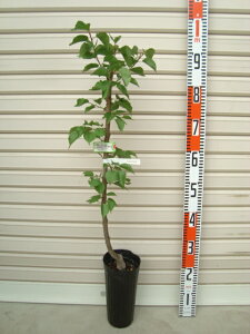 yjRjRbgzږؕcAY[ʎc  ]