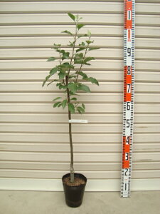 yЂ߂݁zږؕcS[ʎc؁EьE]