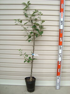 yIgʁzږؕcS[ʎc؁EьE]