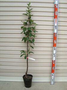 yX^[LOzږؕcS[ʎc؁EьE]