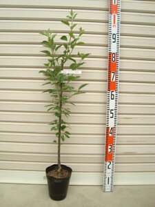 y͂邩zږؕcS[ʎc؁EьE]