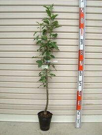 【もりのかがやき】接木苗リンゴ[果樹苗木・林檎・りんご]