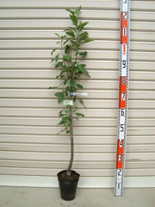 ŷ₫zږؕcS[ʎc؁EьE]