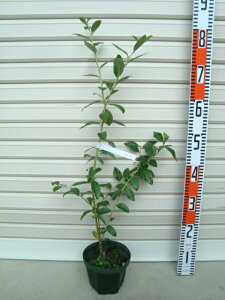 y~BG[_zږؕcm[UnCubVnEu[x[[ʎc]