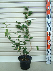 yRYzږؕcm[UnCubVnEu[x[[ʎc]