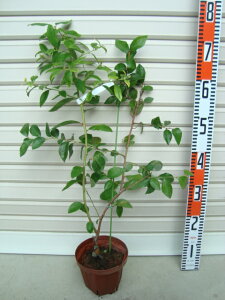 ykCzږؕcm[UnCubVnEu[x[[ʎc]