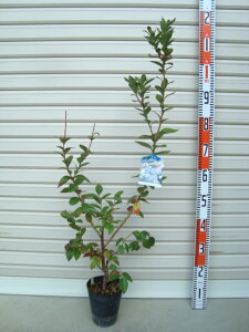 ypgIbgzږؕcm[UnCubVnEu[x[[ʎc]