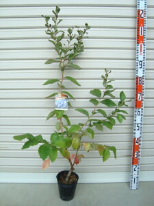 yo[N[zږؕcm[UnCubVnEu[x[[ʎc]