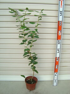 yԐzږؕcm[UnCubVnEu[x[[ʎc]