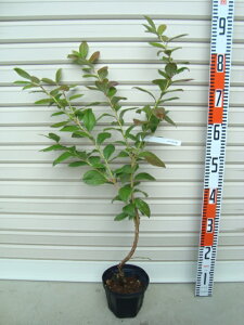 y͂΂␯zږؕcm[UnCubVnEu[x[[ʎc]