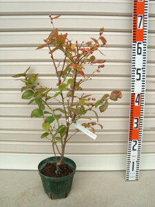 yV[vu[zږؕcTUnCubVnEu[x[[ʎc]