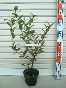 yTUxCzږؕcTUnCubVnEu[x[[ʎc]