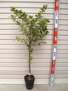 y䂷炤߁zږؕcXE[ʎc]