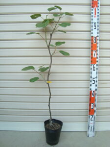 苗 キウイの人気商品 通販 価格比較 価格 Com