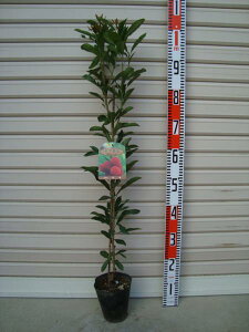 yGzږؕcVEzEEʖyG(VERE)zE}[ʎc؁ERE܂]