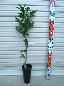 y^S[zږؕczV^S[[ʎc؁EkE񂫂]