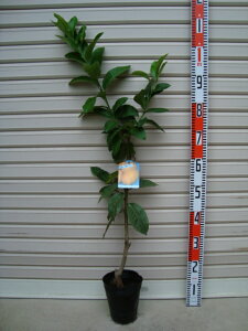 yX{zږؕc[ʎc؁EkE񂫂EEGE]