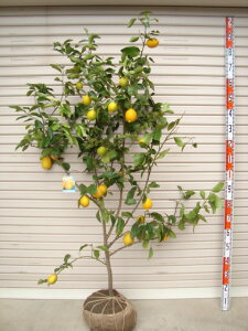 【ビアフランカ】5年生接木苗レモンの苗1本で実がなる 鉢植えok すぐ実がつく※納期指定:発送予定2025年10月下旬以降順次発送予定※[柑橘(カンキツ) レモンの大苗 果樹苗木 柑橘大苗 根巻苗