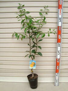 ycсzږؕc^_jVLEY[ʎc؁EkE񂫂]