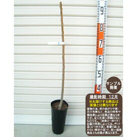 楽天市場 生 あんず ハーコットの通販