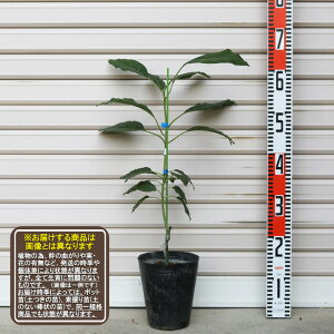 ysJ[gzږؕc 1N 1cA{Jhʏ픭[҂񂩁[Ƃ ʎc jiV K[fXg[[ Mщʎ]