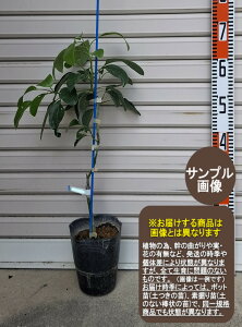 ytFezږؕc 1cA{Jh[ӂāEʎc؁EjiVEK[fXg[[EMщʎ]