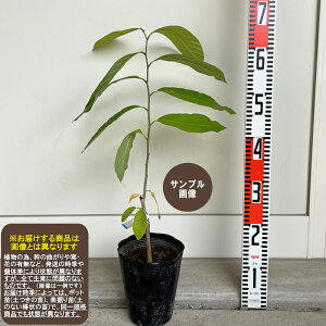 �y�G���o���|�z1�N���ږؕc�`�F��������2024�N3�����{�ȍ~�����ʏ픭����[�ʎ��c�؁E�o�����C�V�E�M�щʎ�]