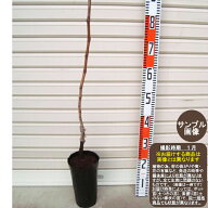 【あづましずく】1年生ウイルスフリー接木苗ブドウ※納期指定：発送予定2026年12月中旬以降順次または通…