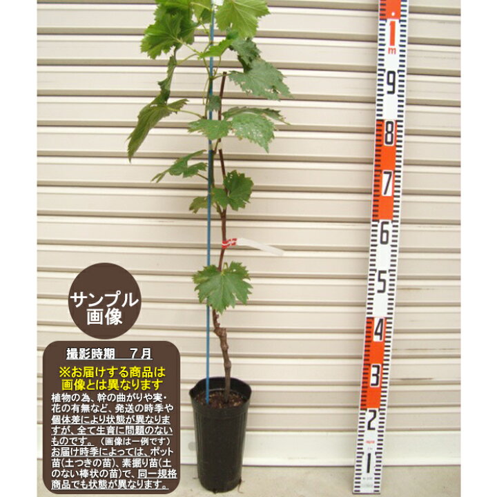楽天市場】【マイハート】ウイルスフリー接木苗ブドウ[果樹苗木・葡萄 