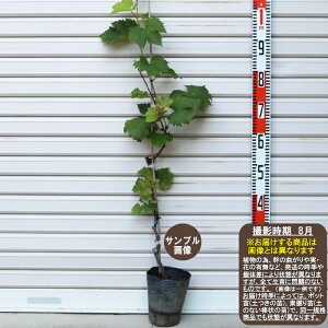 巨峰 農業資材 ガーデニング用品の人気商品 通販 価格比較 価格 Com 巨峰 農業資材 ガーデニング用品の人気商品 通販 価格比較 価格 Com