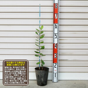 y}Az}ؕc 1NtFCWA[܂肠Eʎc؁EpCibvO@o]