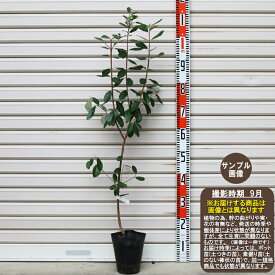 楽天市場 フェイジョア 苗の通販 楽天市場 フェイジョア 苗の通販
