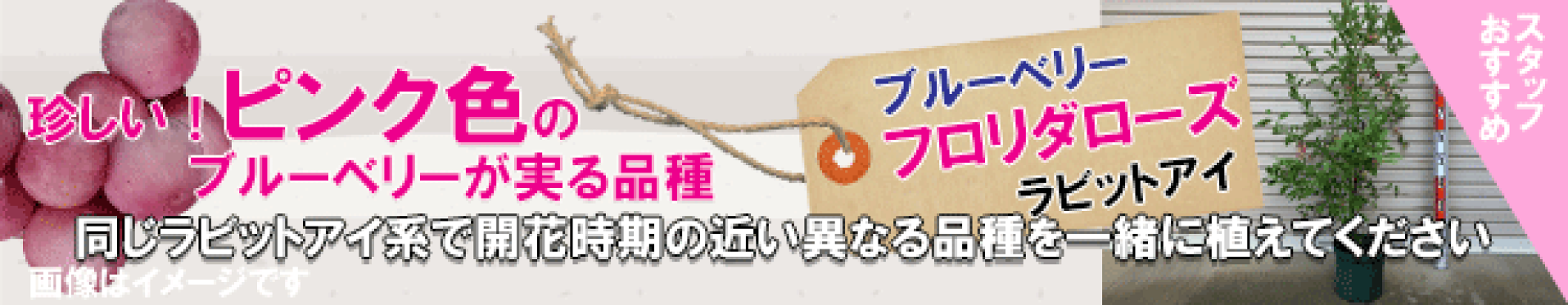 フロリダローズ