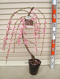 楽天市場 しだれ梅 種類 植物 ウメ の通販