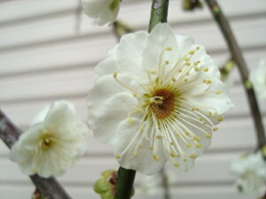 y~zijږؕc}~iV_Ej[wF\2026N1{ȍ~܂͒ʏ픭[ʎc Ԕ~ ͂Ȃ]