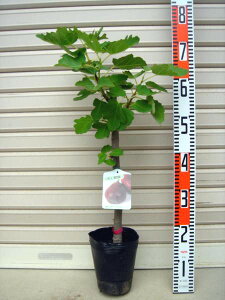 yh[tBzcC`WN[ʎc؁EԉʁE]