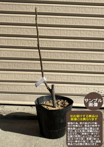 yfBzCgz1NcC`WN[wF\2026N1{ȍ~܂͒ʏ픭[ʎc ԉ ]