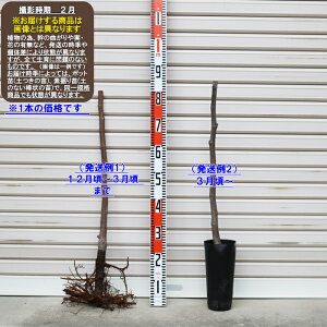 イチジク 苗の人気商品 通販 価格比較 価格 Com