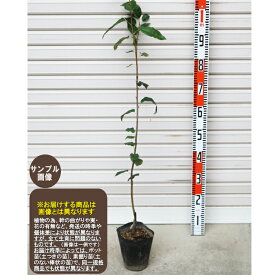 楽天市場 ジューンベリー 品種 特徴の通販