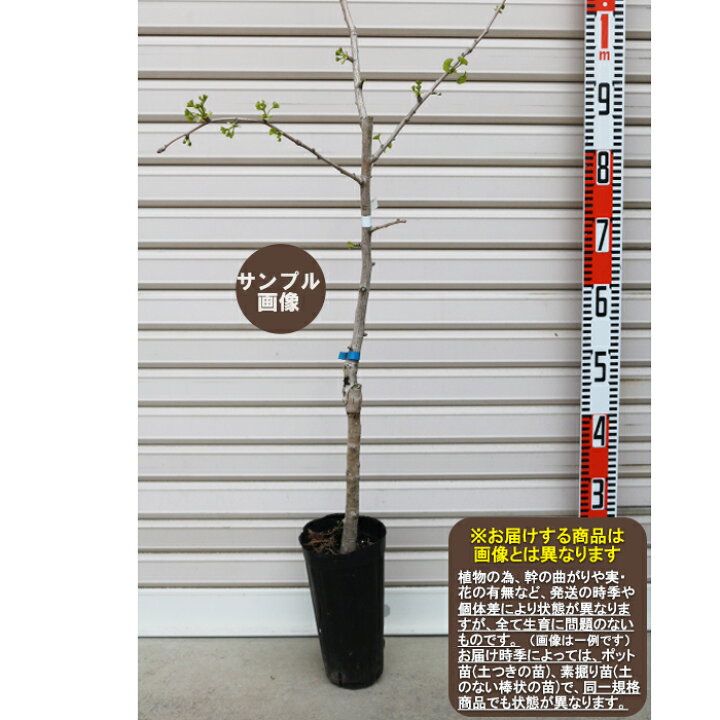楽天市場 オス木 接木苗ギンナン 受粉樹 果樹苗木 銀杏 ぎんなん ガーデン ストーリー