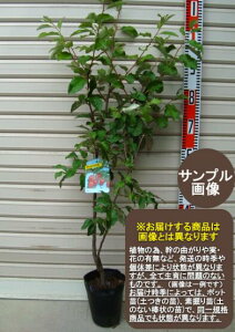 yт肮݁zcrbNO~[ʎc؁E΁EႵ]