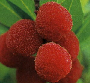 y@zږؕcgEJCE}[ʎc؁ERE܂]