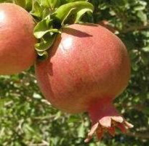 yJtHjAUNz1NcUN[wF\2025N1{ȍ~܂͒ʏ픭[ʎc؁@ўց@]