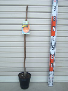 yHz1Nږؕc^CVE@Ê`[wF\2025N12{ȍ~܂͒ʏ픭[ʎc؁@`@]