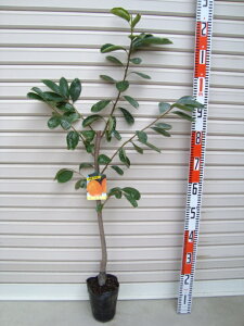 yzږؕcTCWEEa`[ʎc؁E]