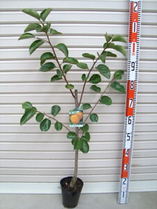 yIzږؕcn`Ea`[ʎc؁E]