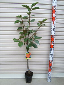 yA^SzږؕcEa`[ʎc؁E]