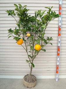 【八朔】5年生接木苗八朔の苗1本で実がなる 鉢植えok すぐ実がつく※納期指定:発送予定2025年10月下旬以降順次発送予定※[柑橘(カンキツ) 八朔(ハッサク)の大苗 果樹苗木 柑橘大苗 根巻苗 か