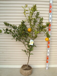【スイートスプリング】4年生接木苗オレンジの苗1本で実がなる 鉢植えok すぐ実がつく※納期指定:発送予定2025年10月下旬以降順次発送予定※[柑橘(カンキツ) オレンジの大苗 果樹苗木 柑橘大
