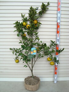 【スイートスプリング】5年生接木苗オレンジの苗1本で実がなる 鉢植えok すぐ実がつく※納期指定:発送予定2025年10月下旬以降順次発送予定※[柑橘(カンキツ) オレンジの大苗 果樹苗木 柑橘大